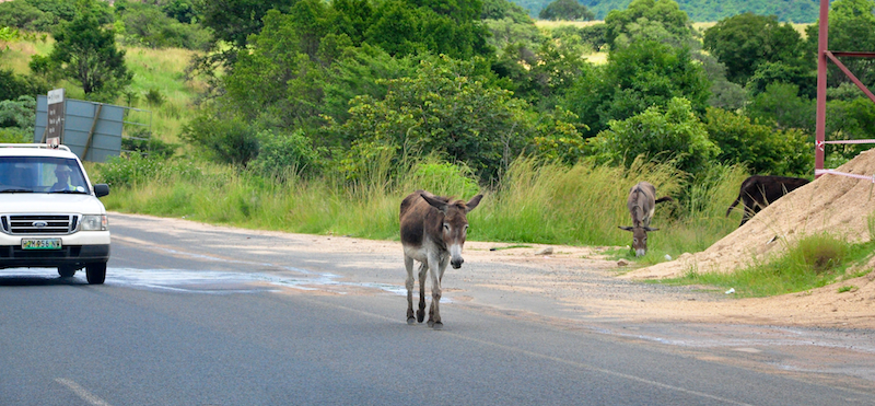 Melanie Heinrich - travel images - Lion Sands Private game reserver Hazyview